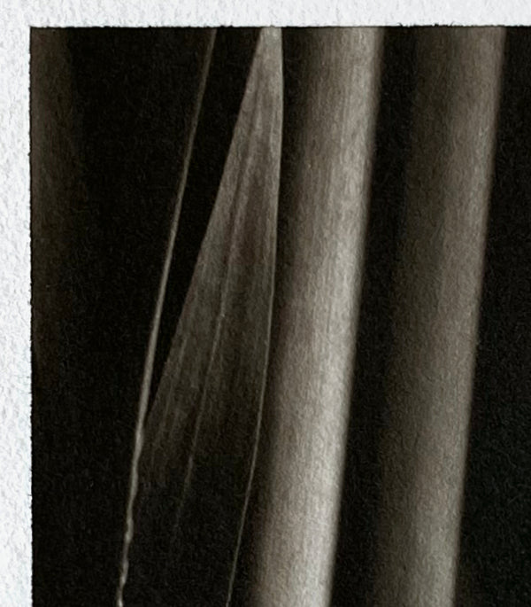Leaves and Stems