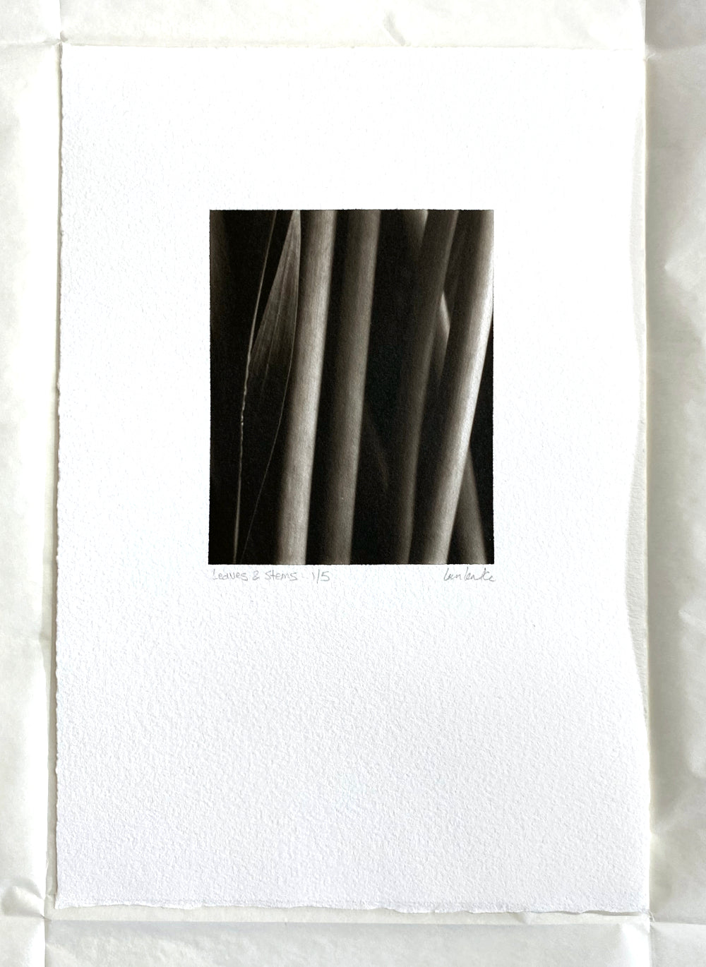 Leaves and Stems