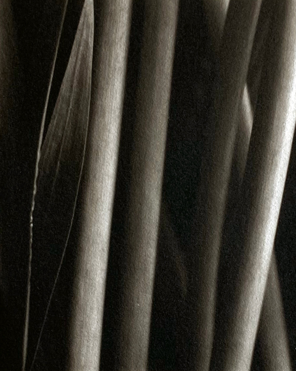 Leaves and Stems