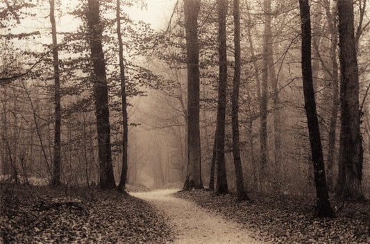 Forest Path, Allschwil
