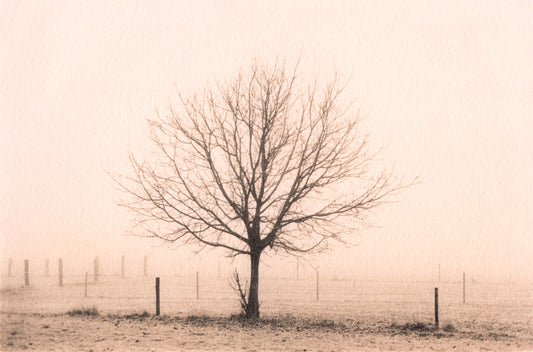 Winter Tree, Binningen Hill