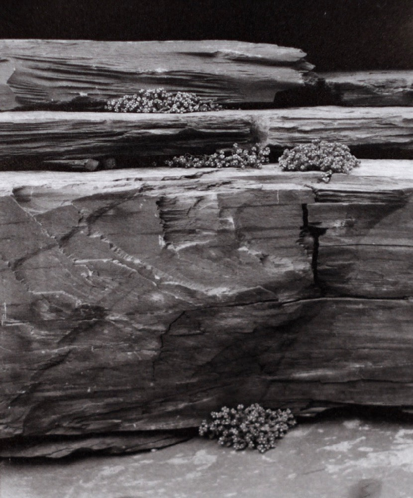 Stone Crop